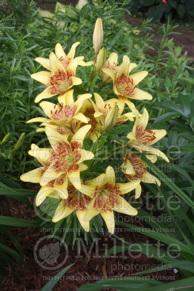 Lilium Latvia (Asiatic Lily)  1