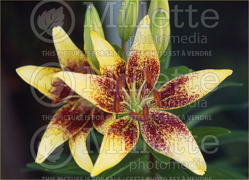 Lilium Latvia (Asiatic Lily) 2