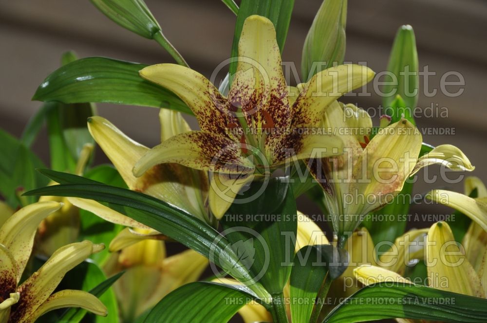 Lilium Lemon Stardust (Lily) 1