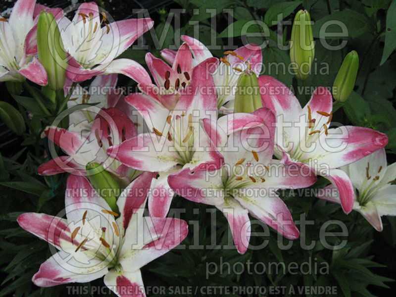 Lilium Lollipop (Lily) 1