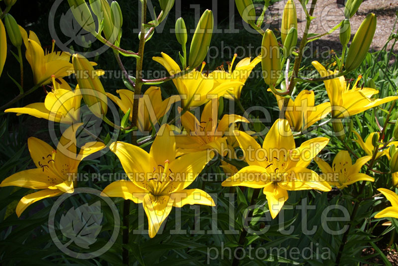 Lilium London (Asiatica Lily)  1