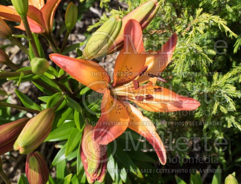 Lilium Marquee (Lily)  1