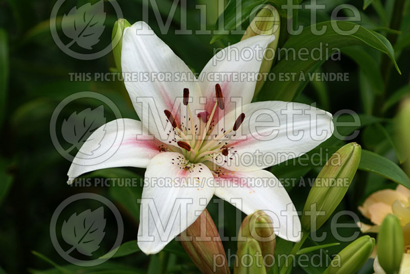 Lilium Marseilles (Lily) 1