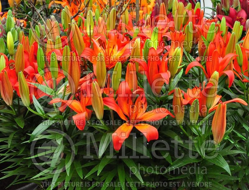 Lilium Matrix (Asiatic Lily) 2 