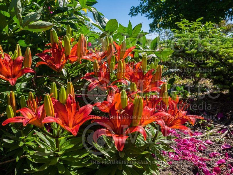 Lilium Matrix (Asiatic Lily) 4 