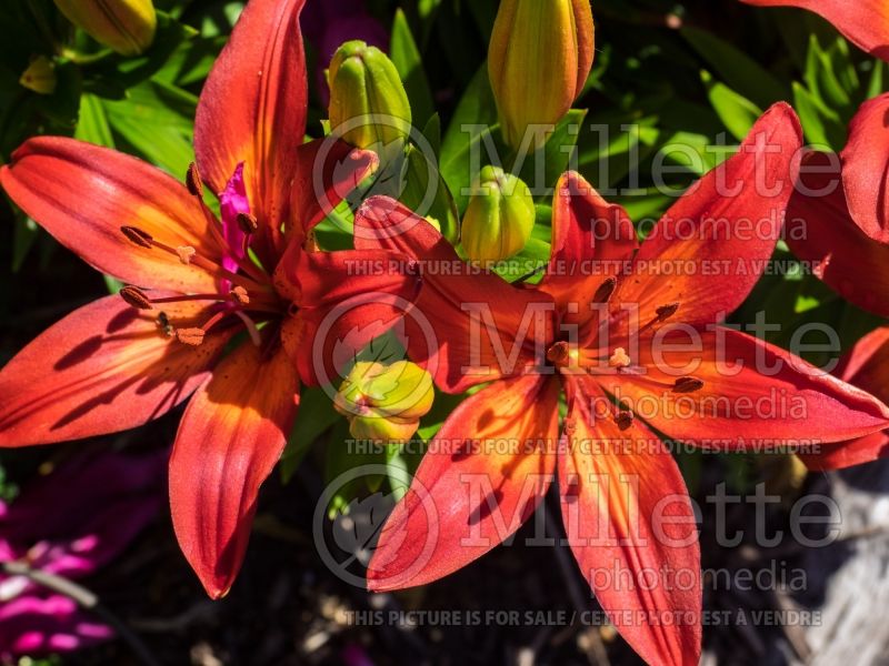 Lilium Matrix (Asiatic Lily) 5 