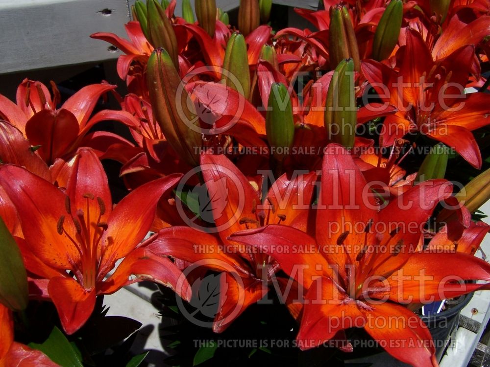 Lilium Matrix (Asiatic Lily) 1 