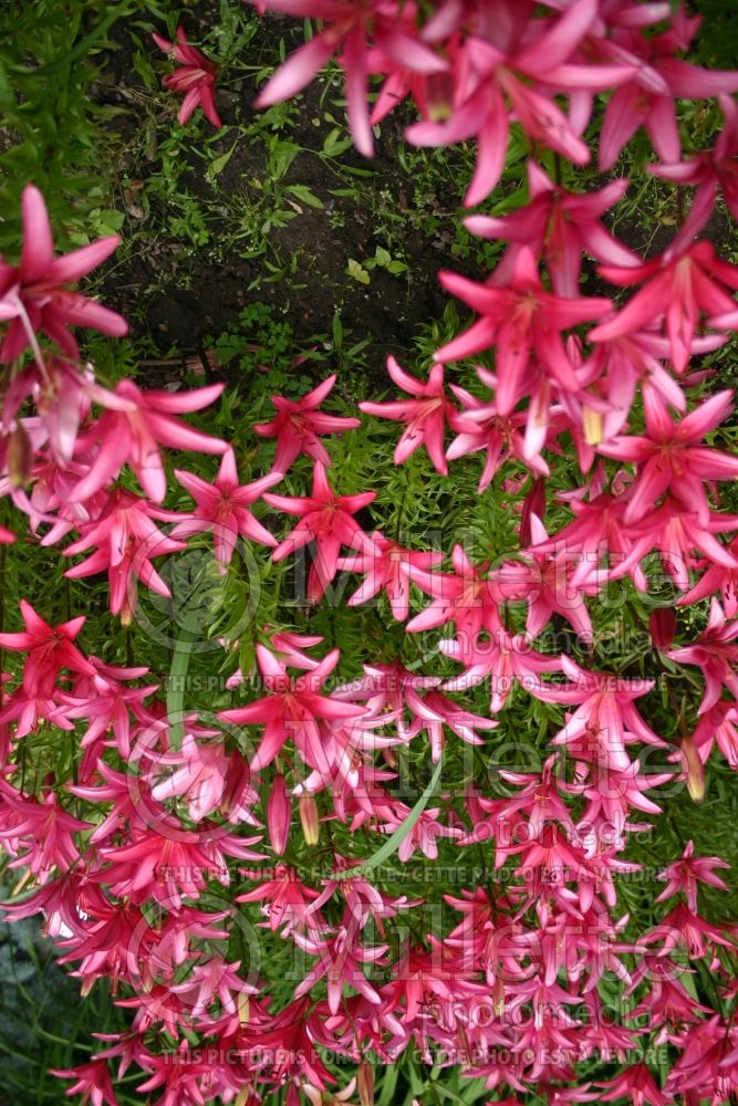 Lilium Milano (Asiatic Lily)  3