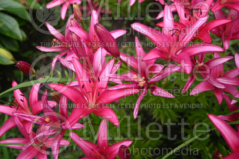 Lilium Milano (Asiatic Lily)  1