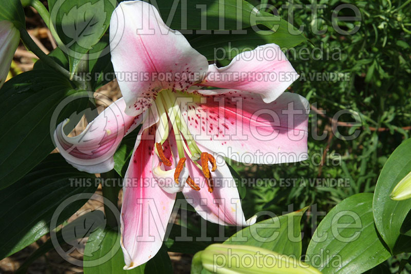 Lilium Mona Lisa (Lily) 1 