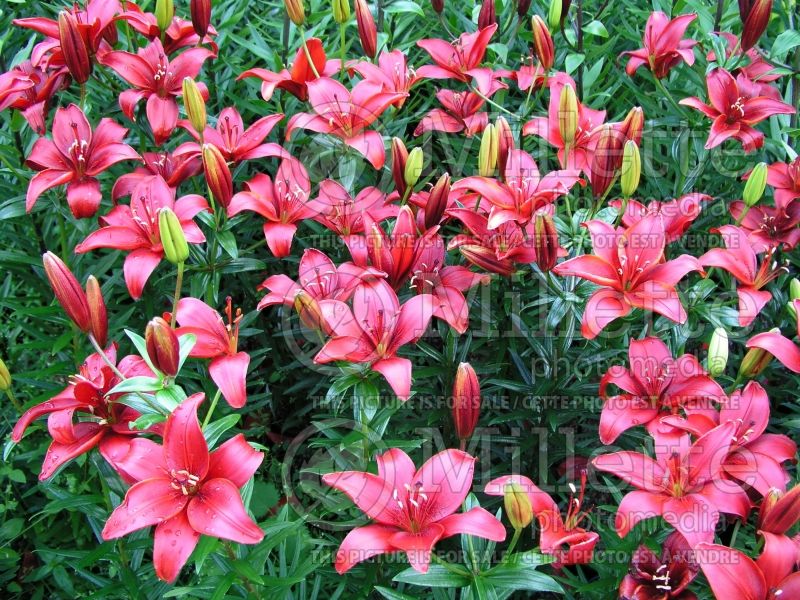 Lilium Monte Negro (Lily) 2 