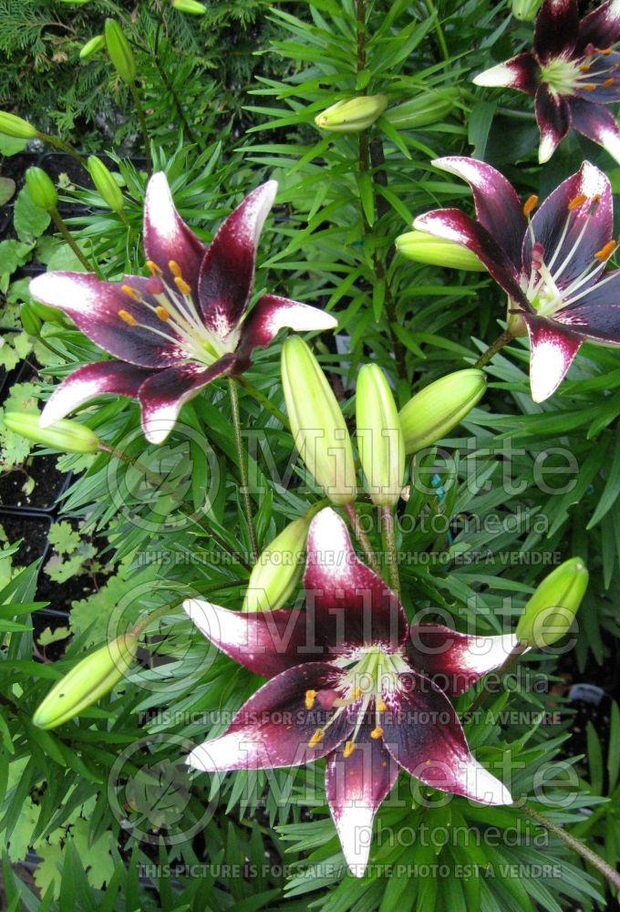 Lilium Nettie's Pride (Asiatic Lily)  1