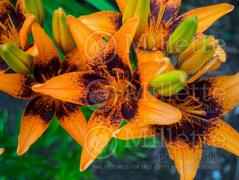 Lilium Orange Art (Lily)  2