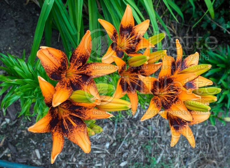 Lilium Orange Art (Lily)  3