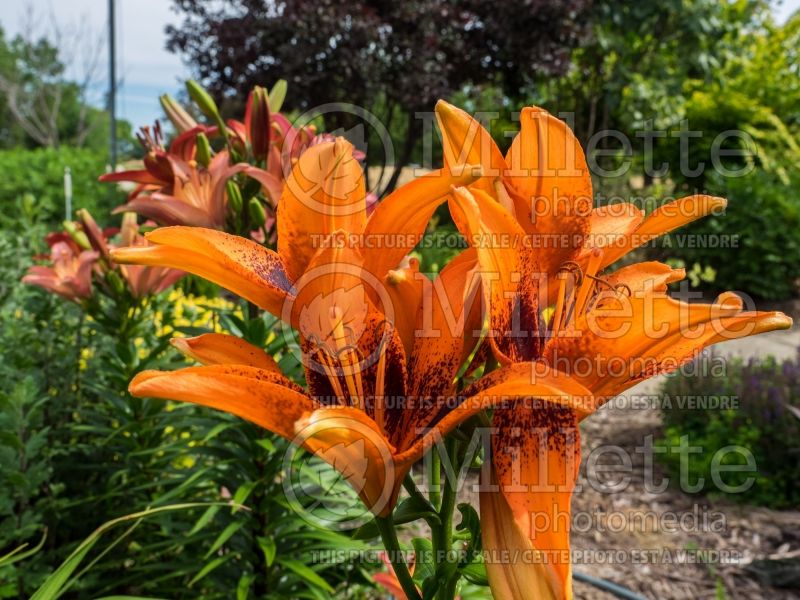 Lilium Orange Art (Lily)  1