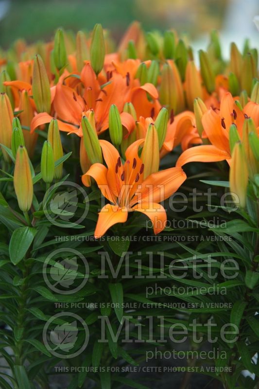 Lilium Matrix (Oriental Lily)  3