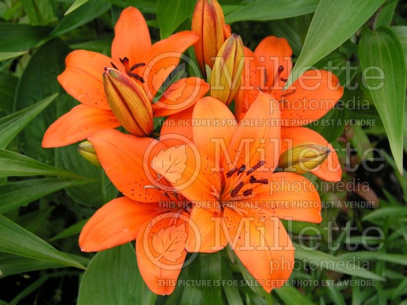 Lilium Orange Pixie (Asiatic Lily) 3 