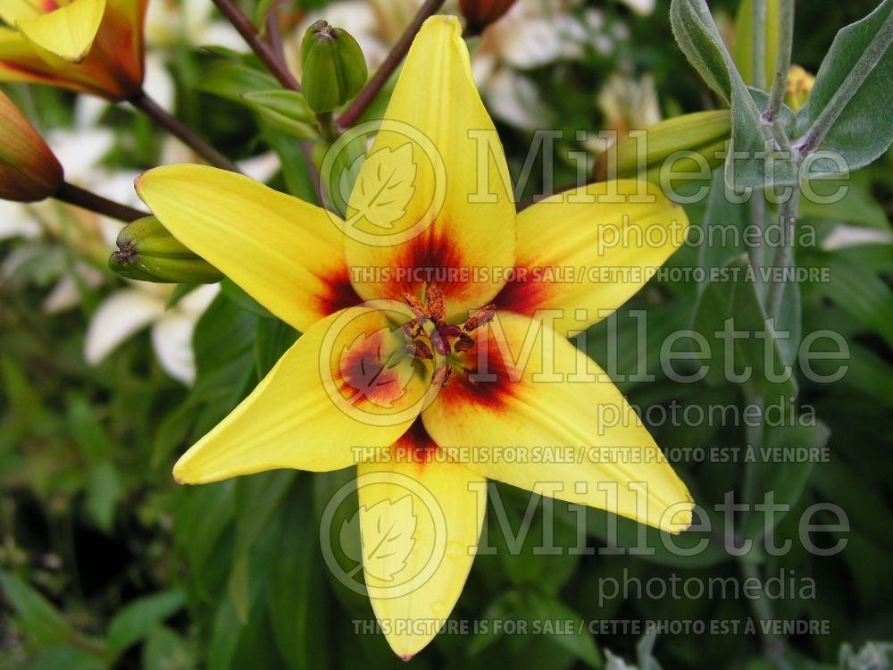 Lilium Painted Pixie (Lily) 2 