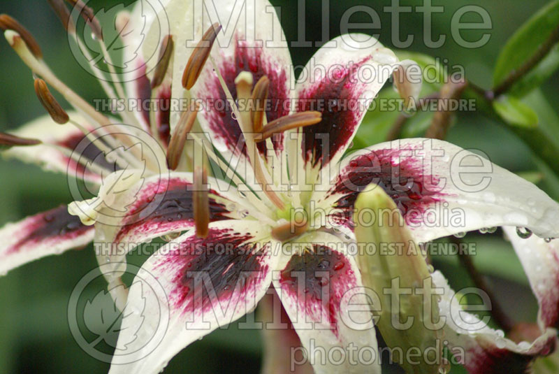 Lilium Purple Reign (Lily)  1