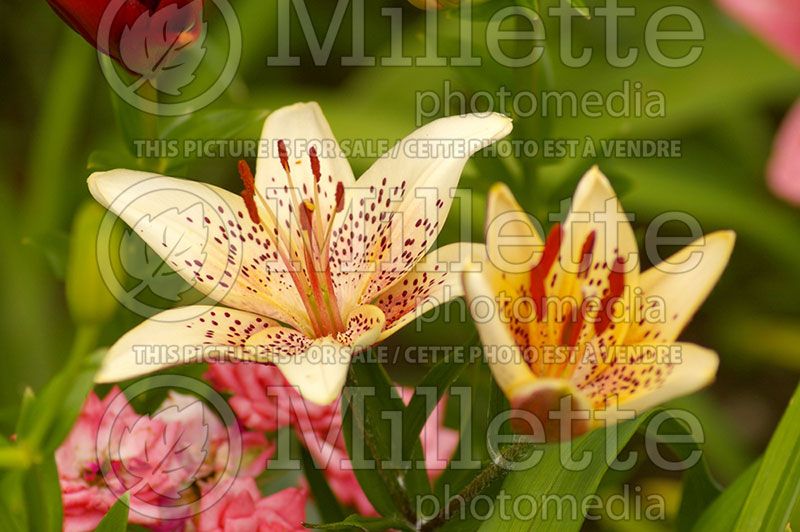 Lilium Raspberry on Whip (Lily)  1