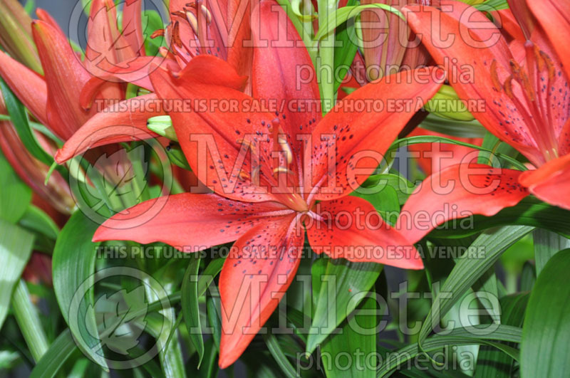 Lilium Red Latin (Lily)  1