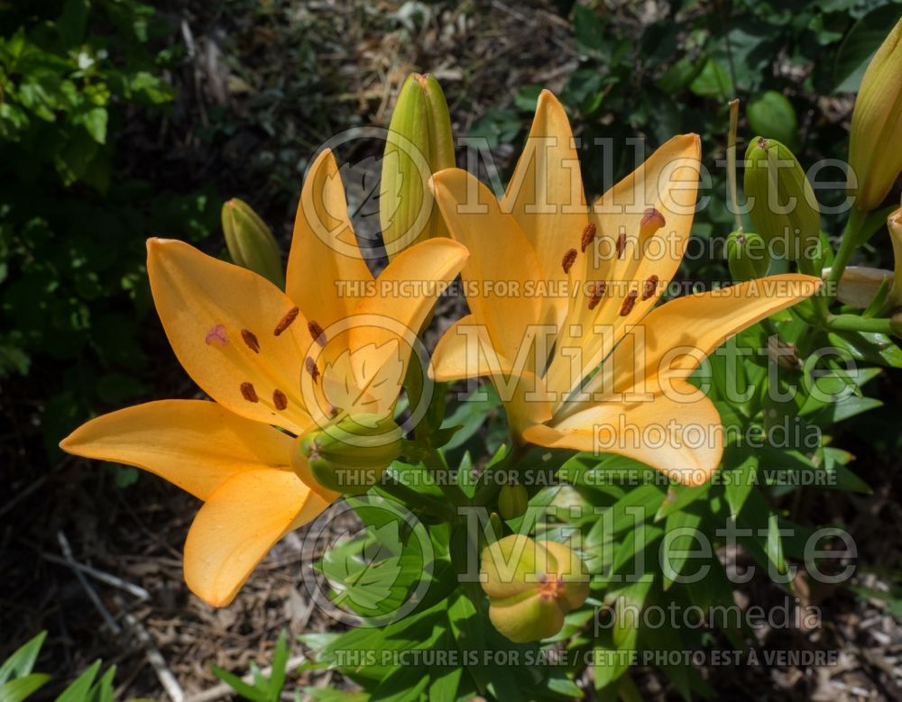 Lilium Royal Trinity (Lily)  1