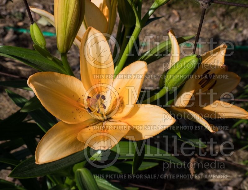 Lilium Salmon Classic (Lily)  3