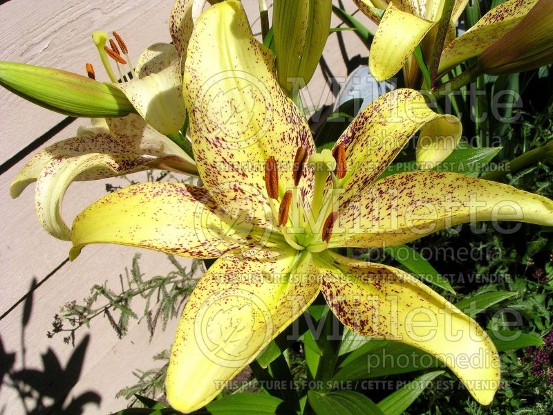 Lilium Suncrest (Asiatic Lily) 1