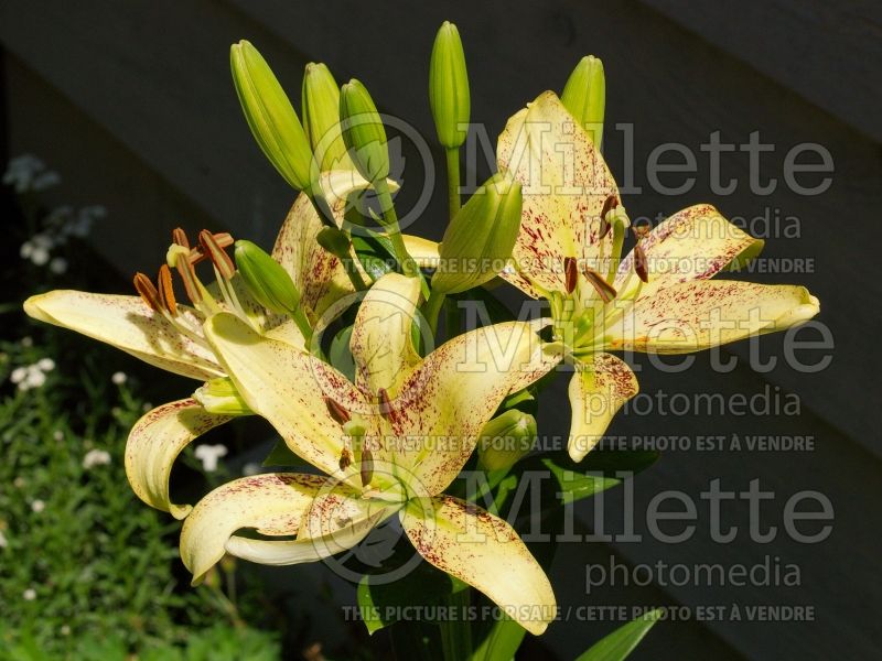 Lilium Suncrest (Asiatic Lily) 2