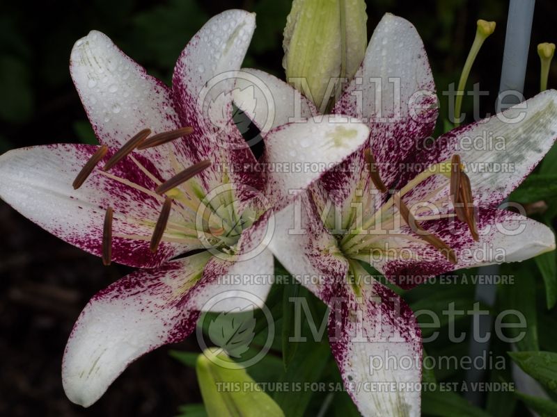 Lilium Sweet Zanica (Lily)  1