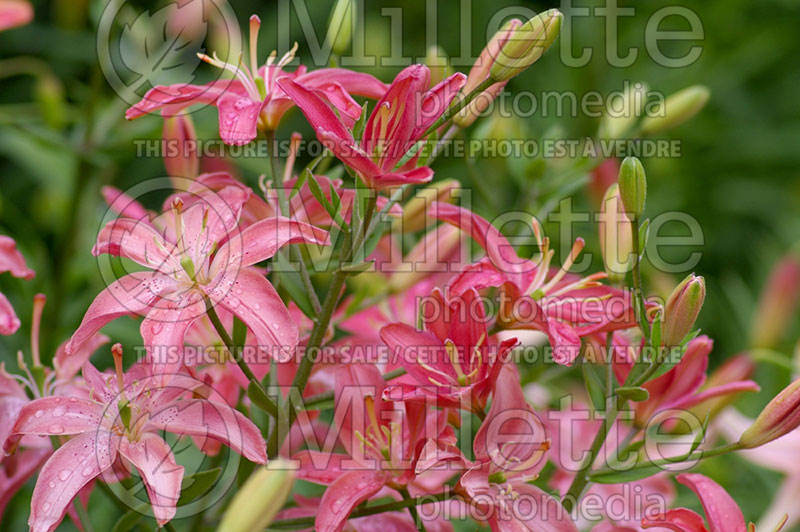 Lilium Tahitian Dawn (Lily) 1 