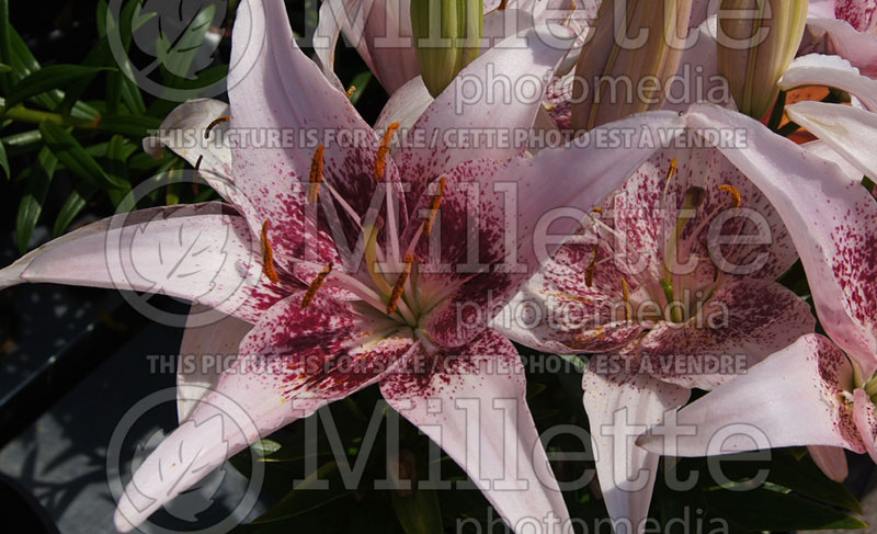 Lilium Tango Dot Com (Asiatic Lily)  2