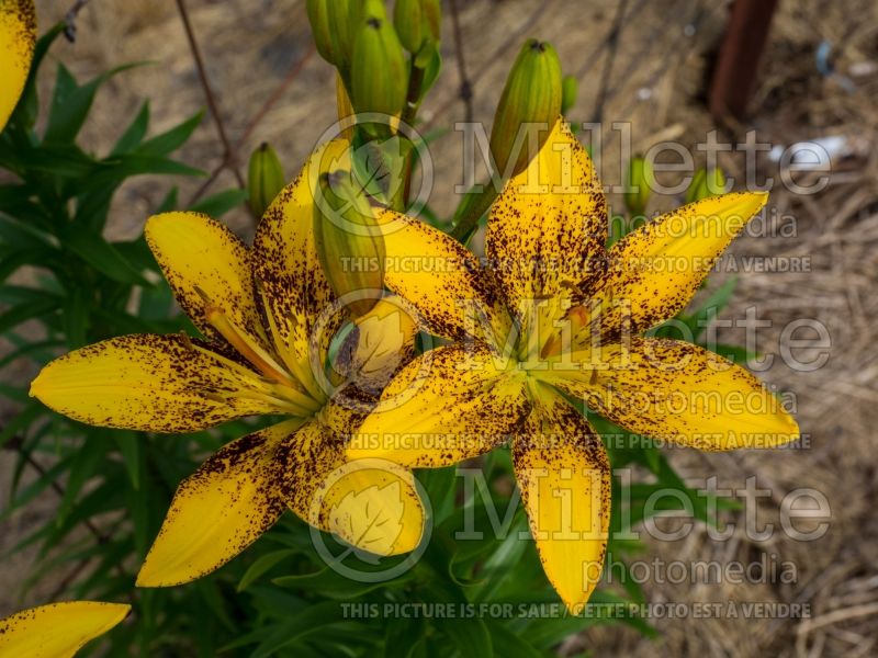 Lilium Tiger Play (Lily)  1