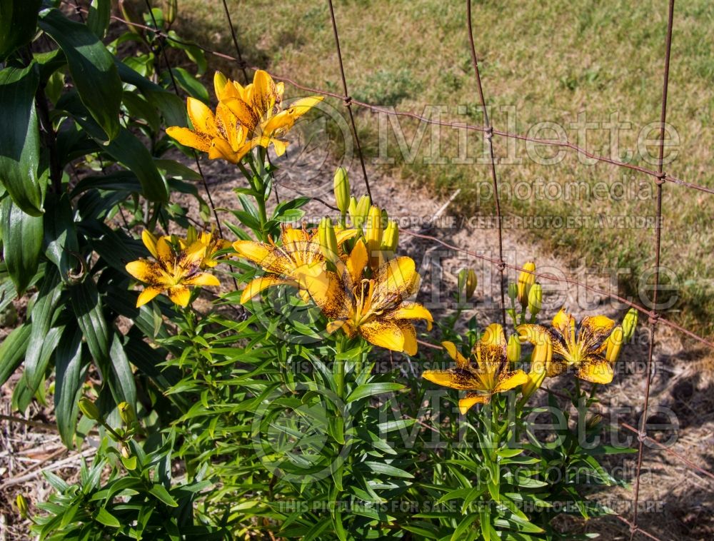 Lilium Tiger Play (Lily) 2