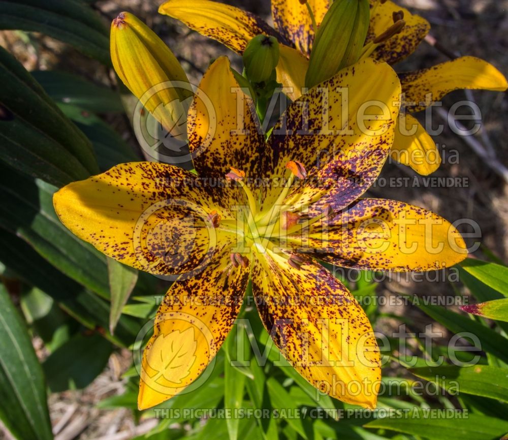 Lilium Tiger Play (Lily) 3