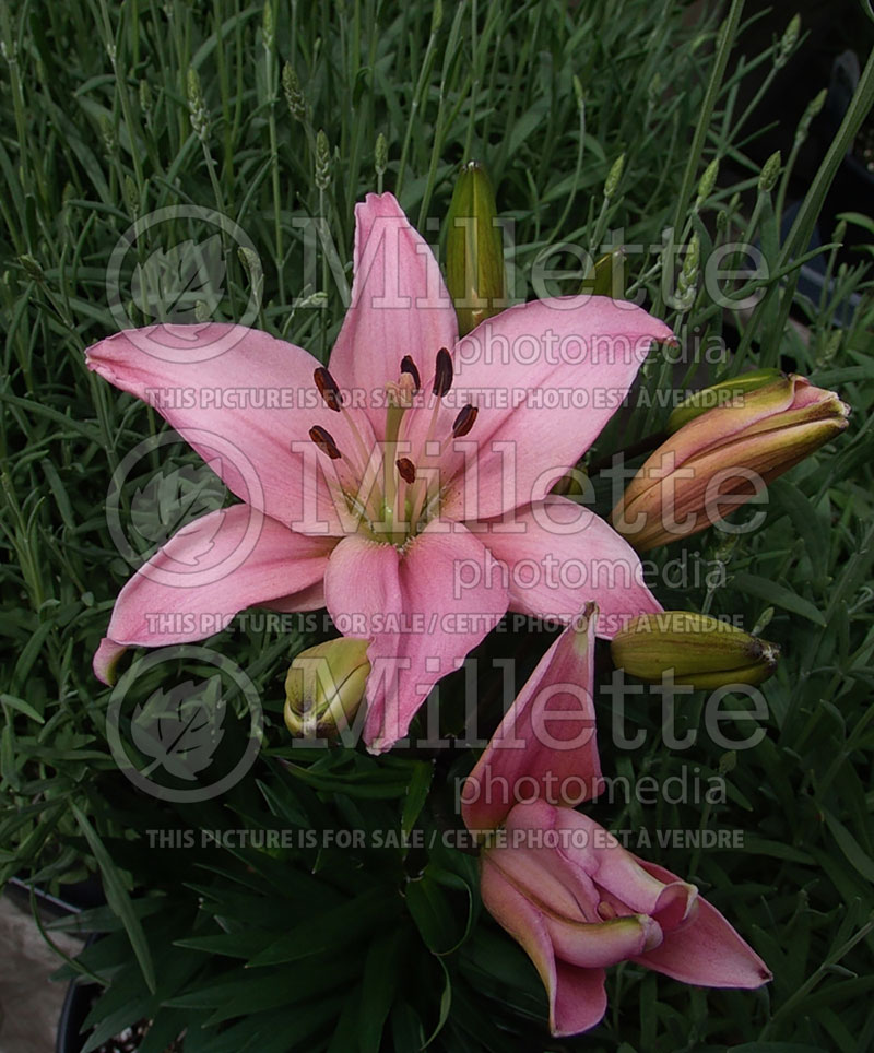 Lilium Tiny Athlete (Lily)  1