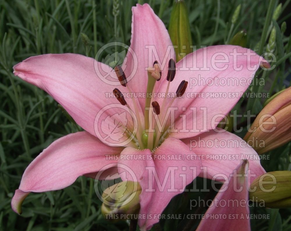 Lilium Tiny Athlete (Lily)  3