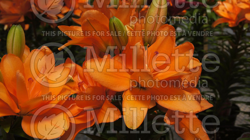 Lilium Tiny Double You (Asiatic Lily)  2