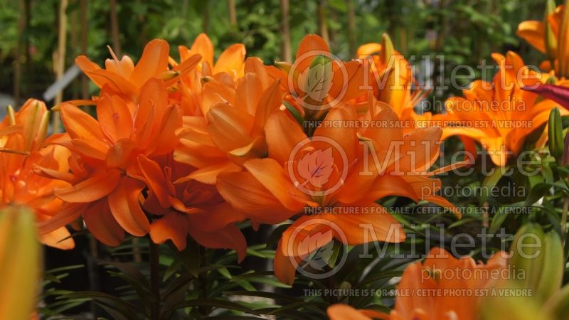 Lilium Tiny Double You (Asiatic Lily)  4