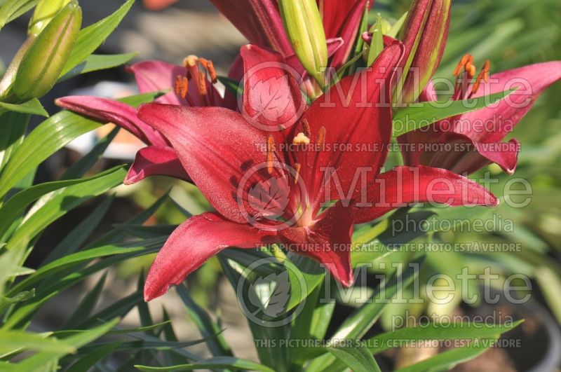 Lilium Tiny Ghost (asiatic Lily)  5