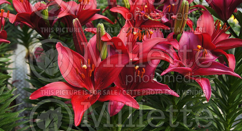 Lilium Tiny Ghost (asiatic Lily)  1