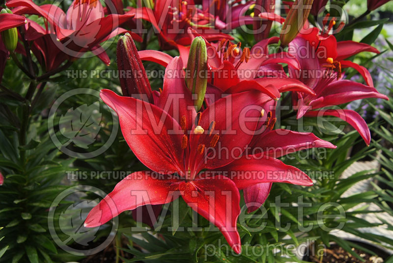 Lilium Tiny Ghost (asiatic Lily)  2