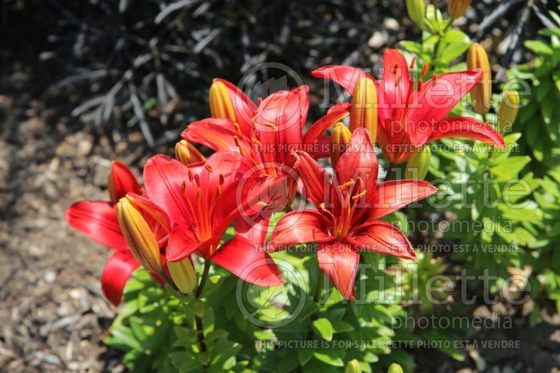 Lilium Tiny Hope (Asiatic Lily)  4