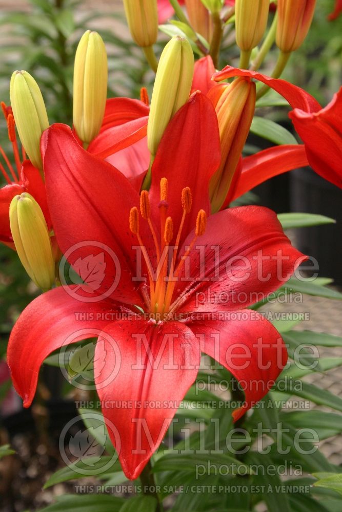 Lilium Tiny Hope (Asiatic Lily)  1