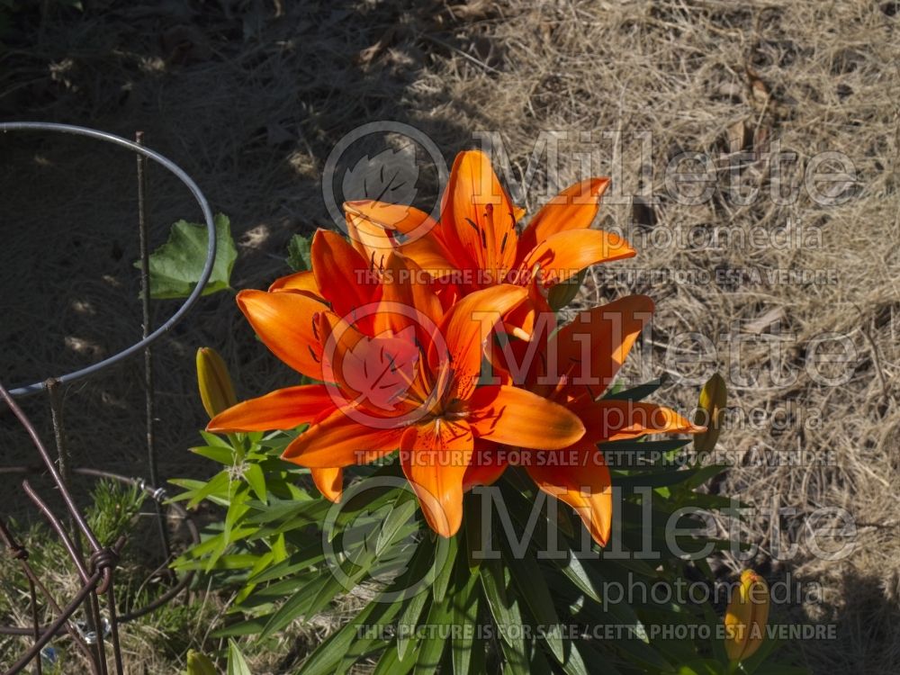 Lilium Tiny Invader (Asiatic Lily) 4