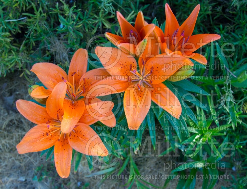 Lilium Tiny Invader (Asiatic Lily) 3