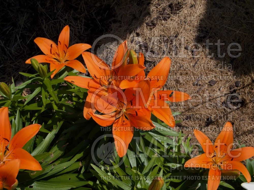 Lilium Tiny Invader (Asiatic Lily) 2