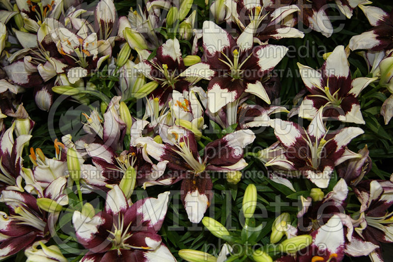 Lilium Tiny Padhye (Asiatic Lily) 1