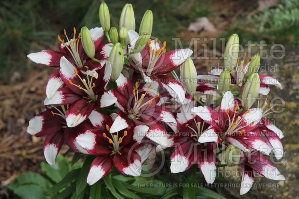 Lilium Tiny Padhye (Asiatic Lily) 2