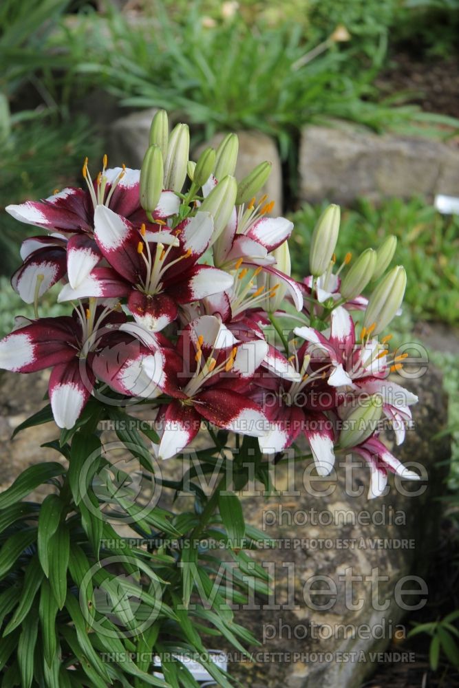 Lilium Tiny Padhye (Asiatic Lily) 3